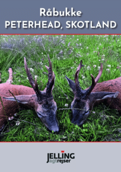 Peterhead, Skotland - Råbukke